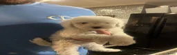 Cockapoo dogs for sale: Stunning cockapoo puppys  - Advert 5