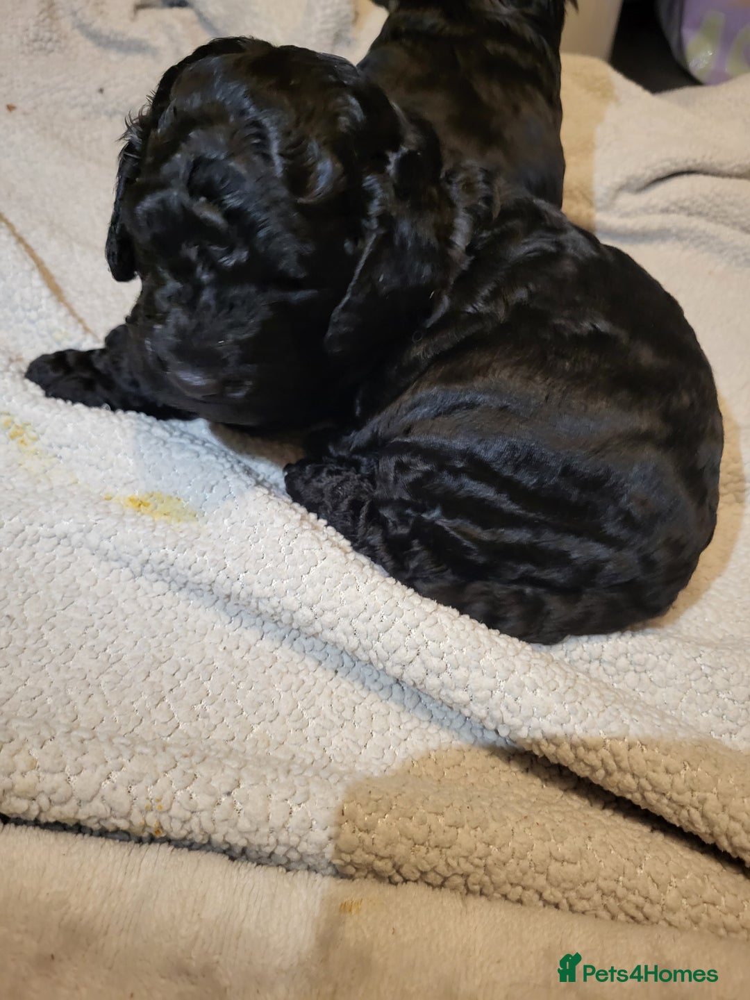 Cockapoo dogs for sale: 1 LEFT Toy f1b cokapoos🐶🐶 - Advert 23