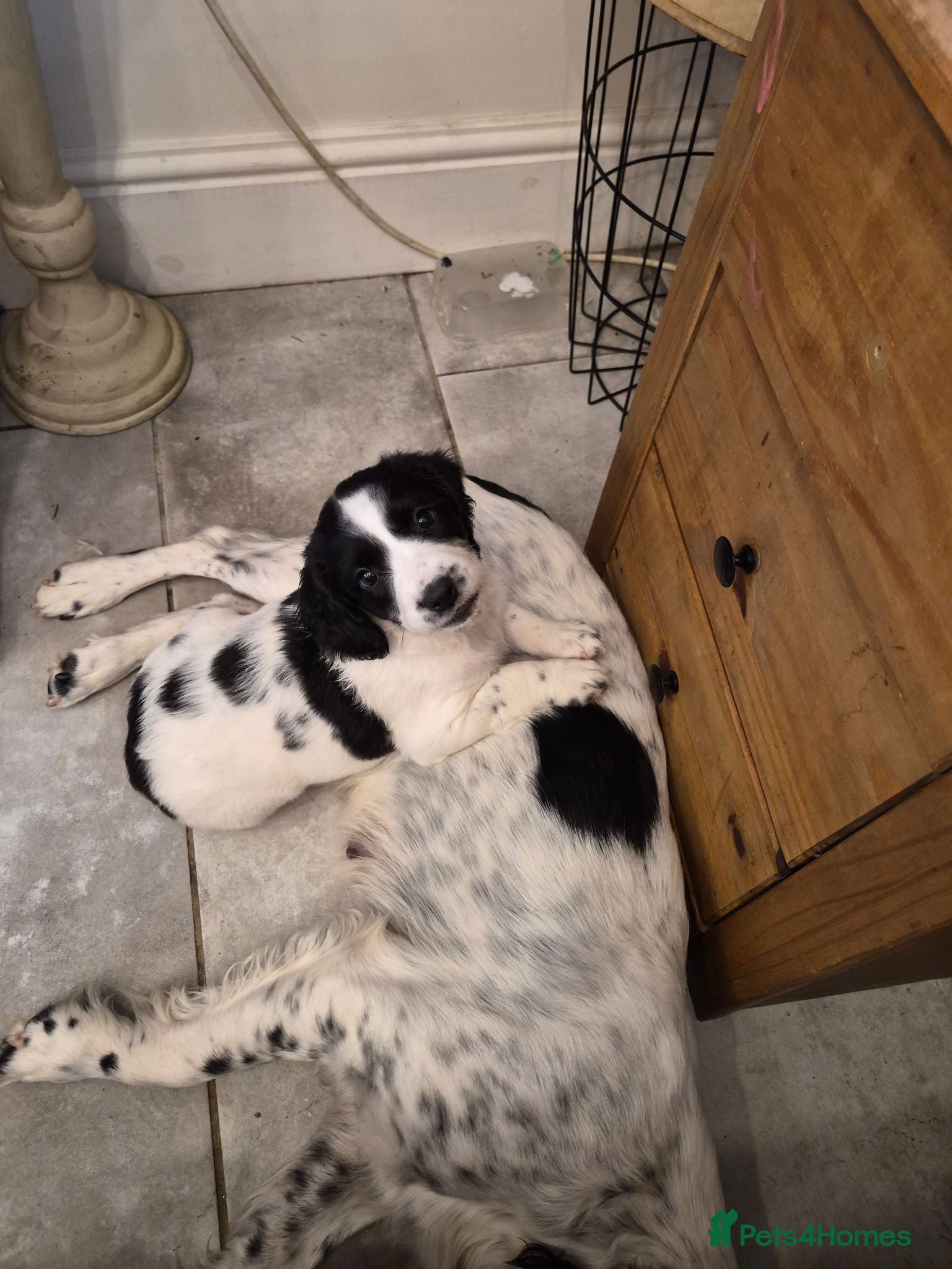 English Springer Spaniel dogs Black and white female - Advert 15