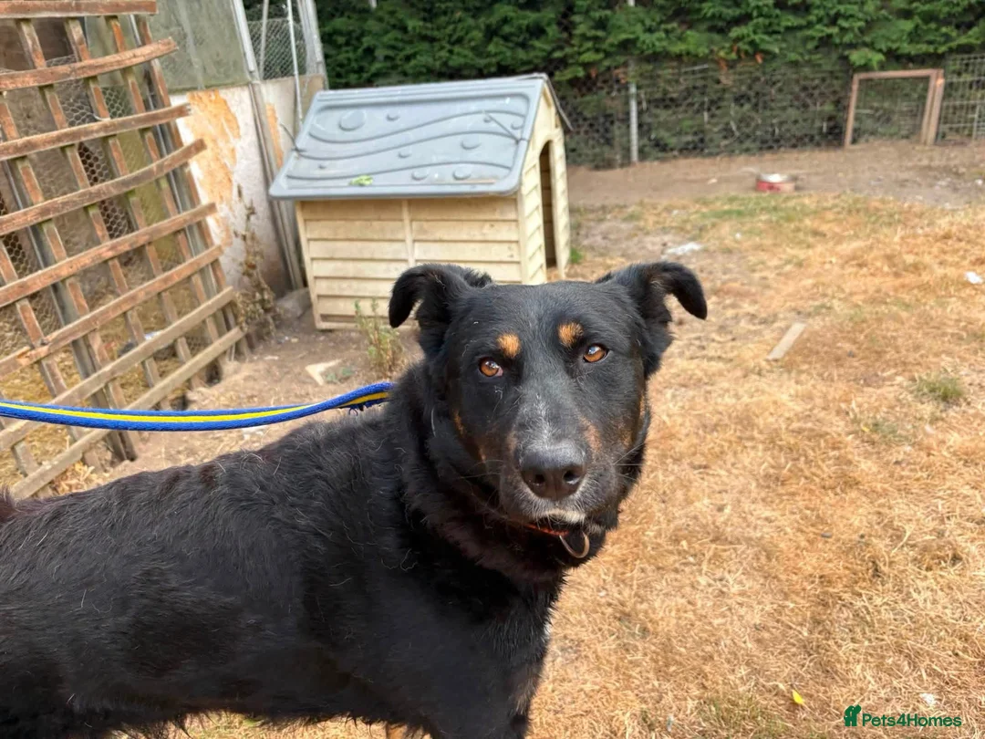 Mixed Breed dogs for adoption: Scribble - Norwich Norfolk  - Advert 2