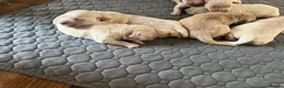 Golden Retriever dogs for sale: Golden Retrievers pure breed puppies - Advert 5