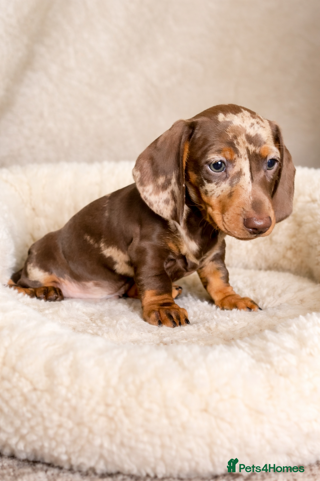 Dachshund dogs Miniature Dachshund puppies  - Advert 10