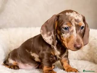 Dachshund dogs Miniature Dachshund puppies - Advert 10