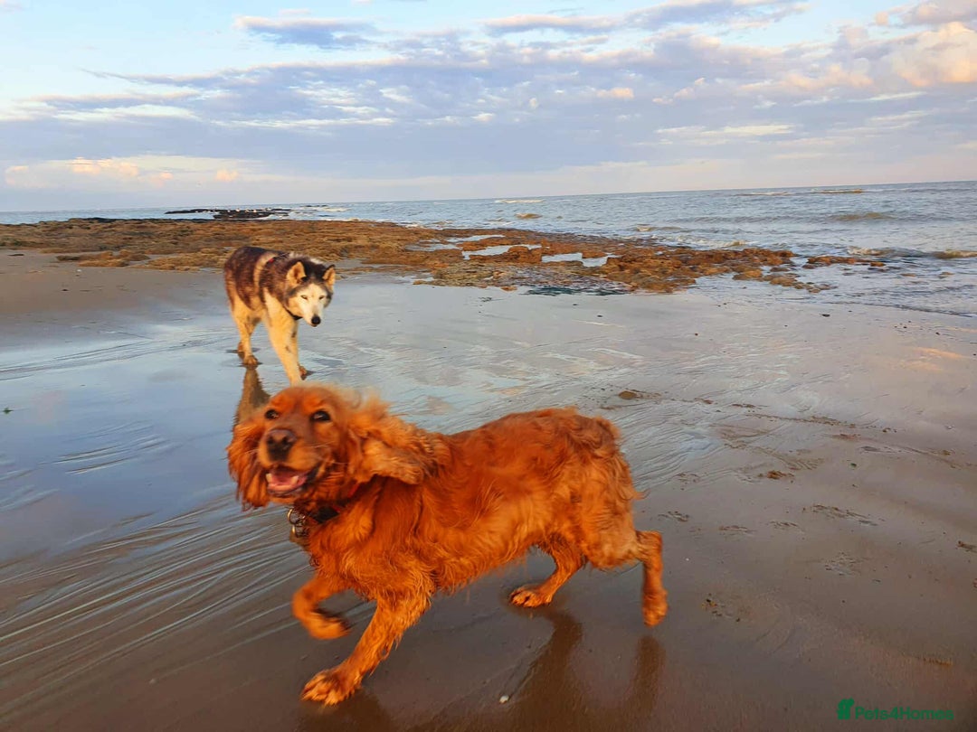 Cocker Spaniel dogs for adoption: Lola needs her very own special forever home  - Image 2