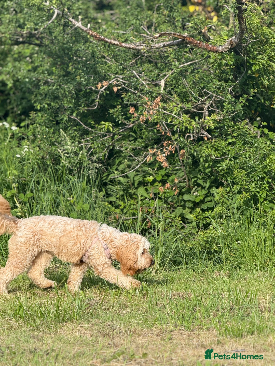 Cockapoo dogs for sale: Adorable 1-Year-Old Cockapoo Puppy for Sale - Image 6