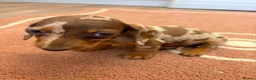 Dachshund dogs for sale: Beautiful puos - Advert 21
