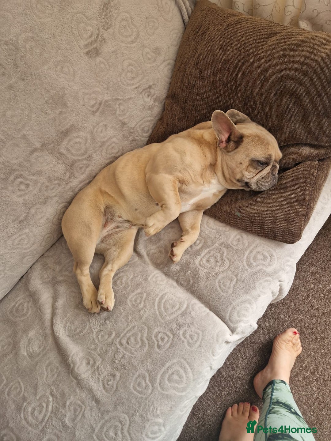 French Bulldog dogs for sale: Franch Bulldog - Image 1