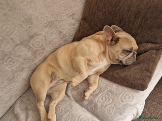 French Bulldog dogs Franch Bulldog - Advert 16