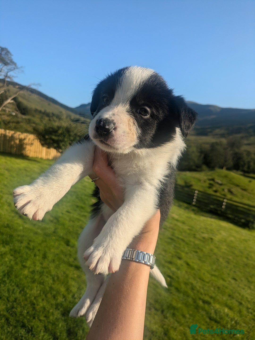 Border Collie dogs for sale: Border Collie Puppies - Image 20