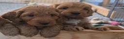 Cockapoo dogs for sale: Stunning f1 fox red cockapoos  - Advert 3