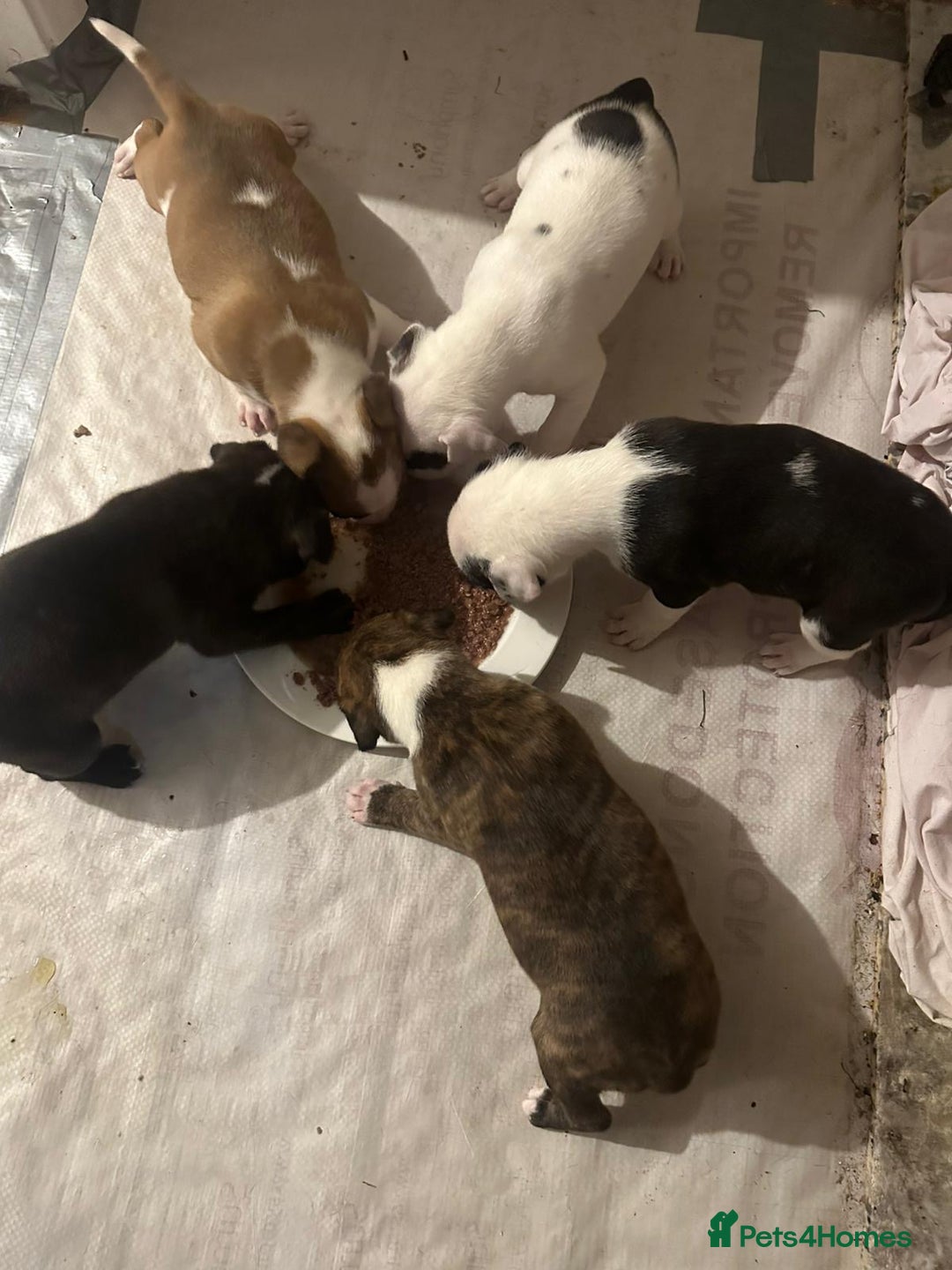 Staffordshire Bull Terrier dogs for sale: Staffy puppy - Advert 5