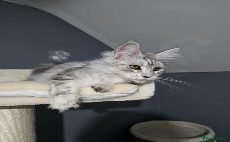 Maine Coon cats - Advert 15