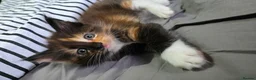 Maine Coon cats for sale: Maine Coon kittens for sale £1000 - Advert 14