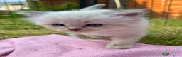 Ragdoll cats for sale: Blue Lynx Ragdoll kittens - Advert 11