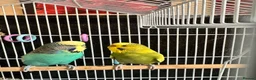 Budgerigars birds for sale: Budgies pair  - Advert 5