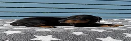 Dobermann dogs for sale: Fully health tested, champion lines - Advert 6