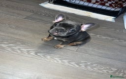 French Bulldog dogs for sale: Adorable Purebred Female French Bulldogs Ready! - Advert 12