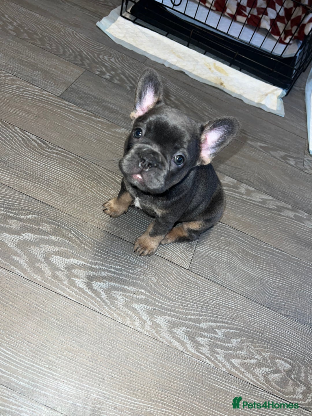French Bulldog dogs for sale: Adorable Purebred Female French Bulldogs Ready! - Advert 12