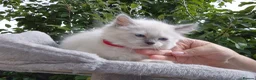 Ragdoll cats for sale: 💙 Blue Point Ragdolls 💙 - Advert 5