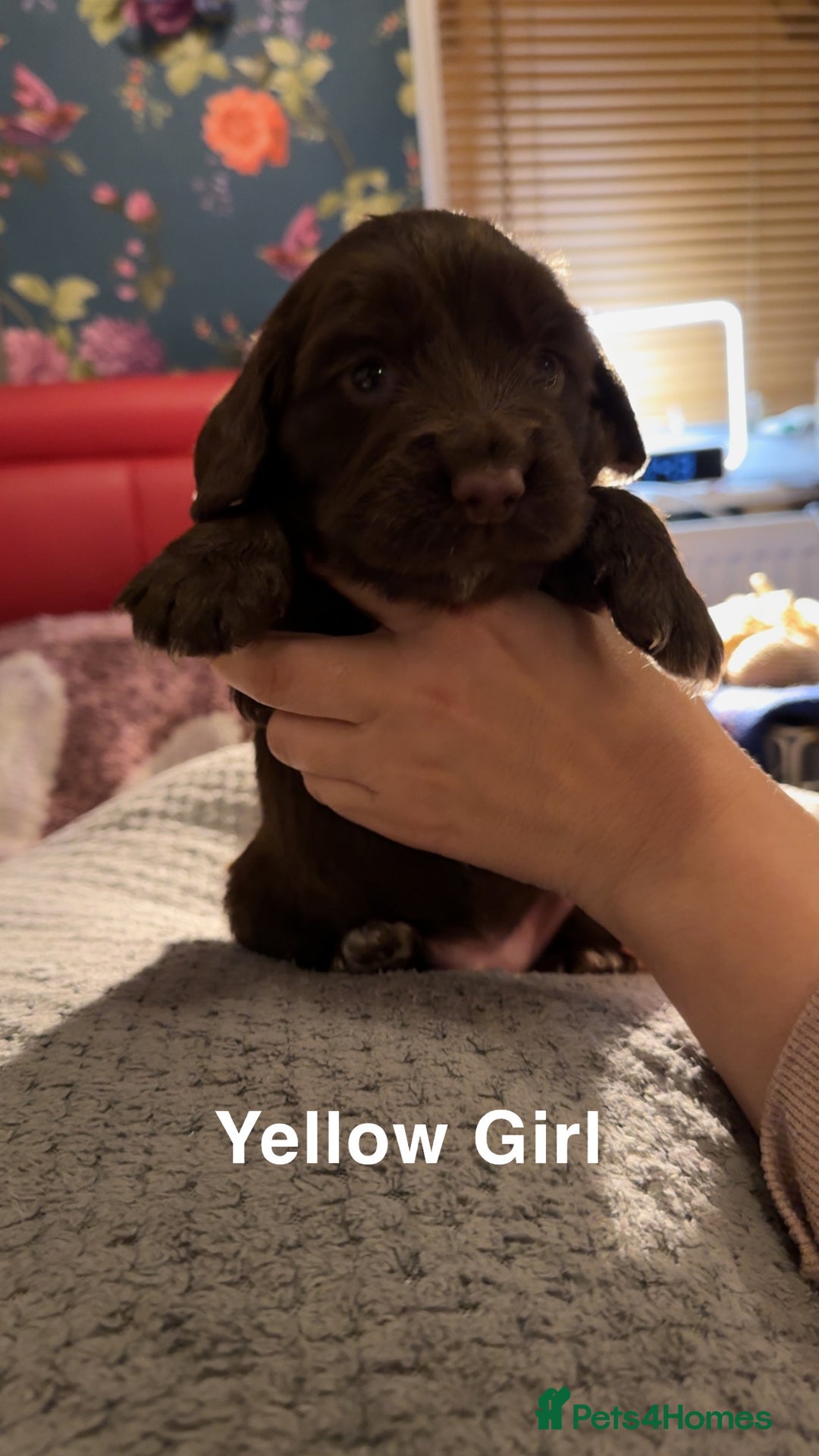 Cocker Spaniel dogs for sale: Cocker Spaniel Puppies looking for new home - Advert 4