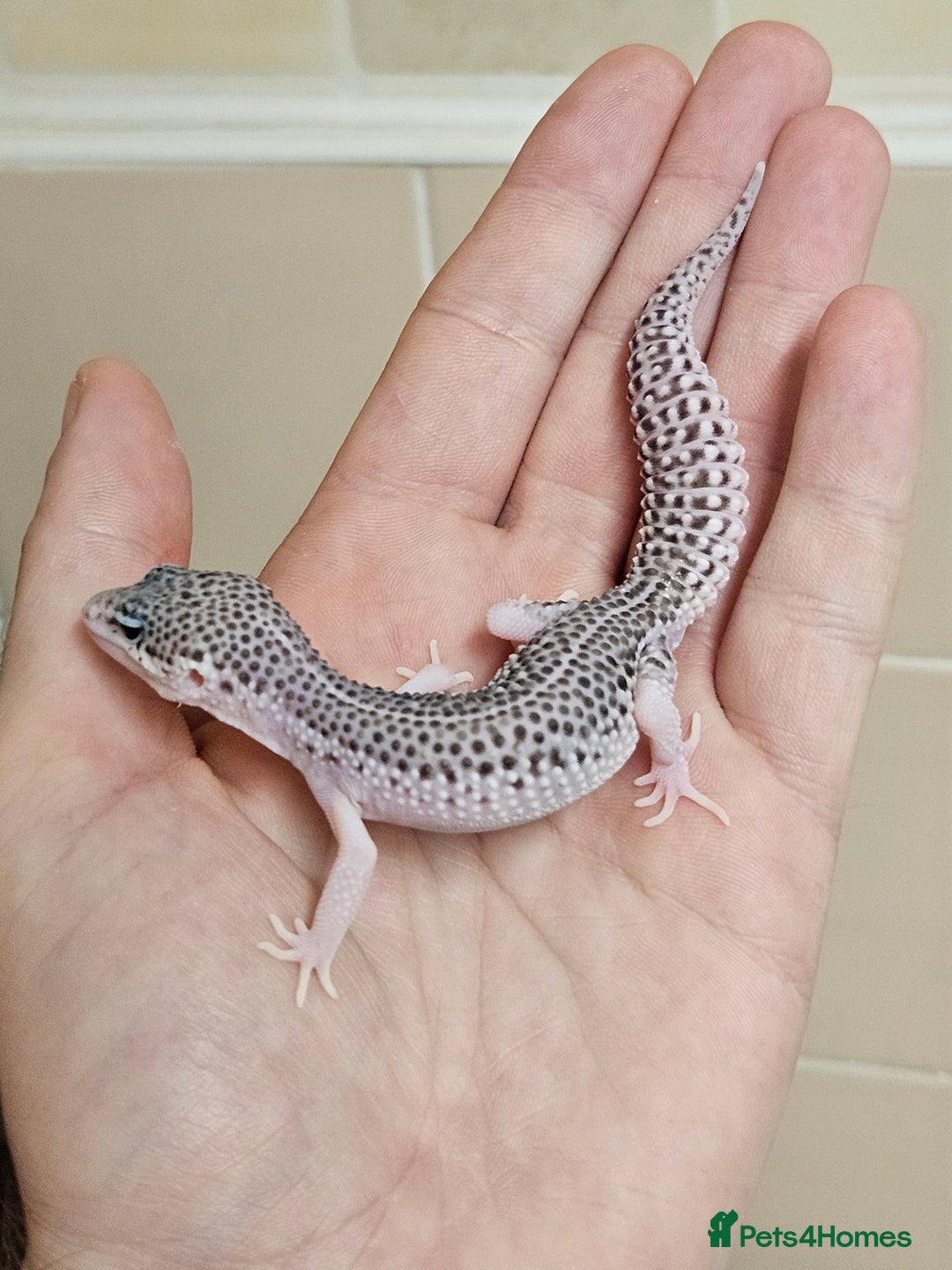 Leopard Gecko reptiles for sale: Supersnows leopard geckos normal and albino  - Image 5