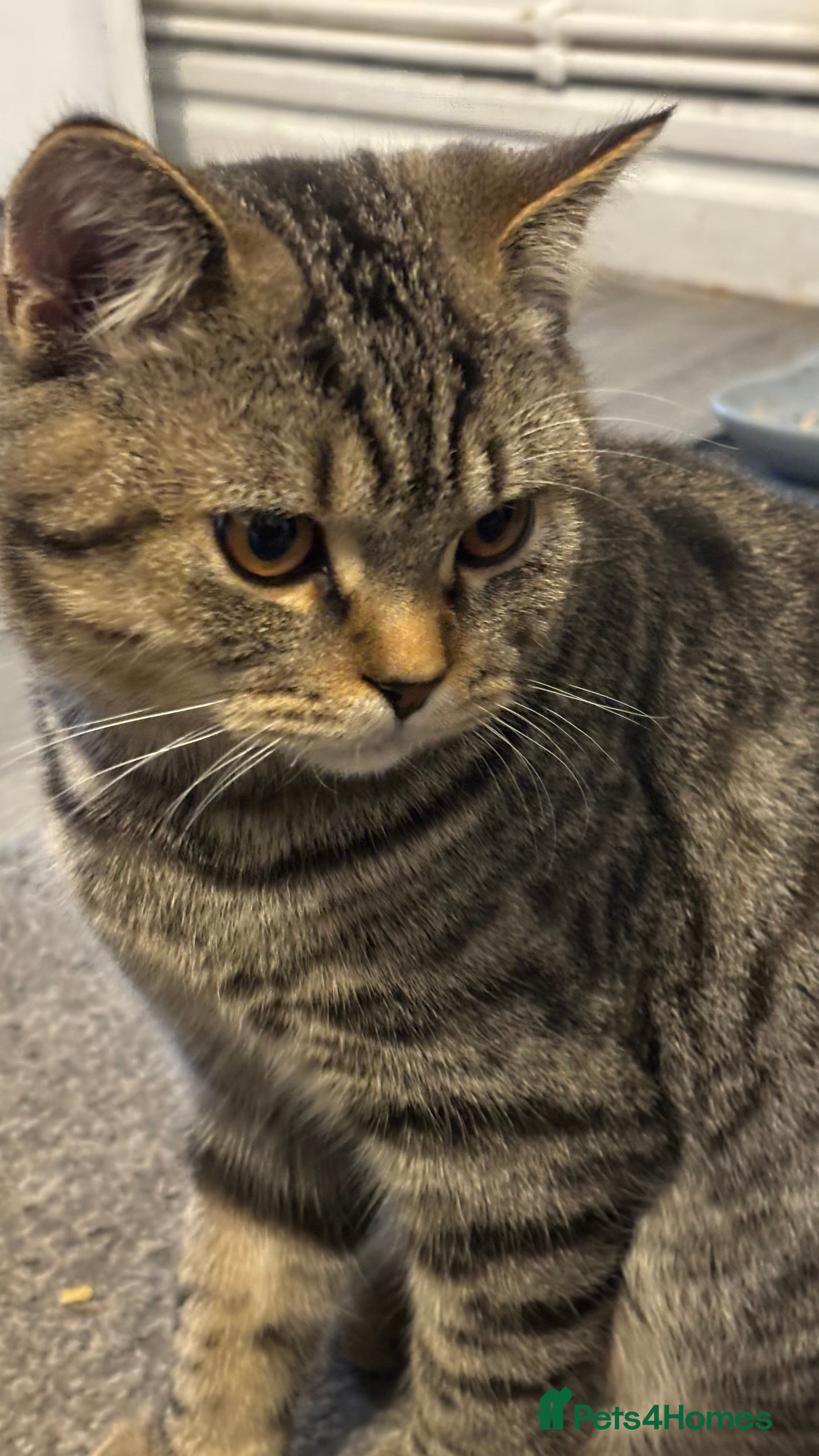 British Shorthair cats Lovely male british short hair  - Advert 1