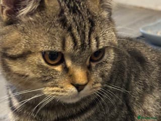 British Shorthair cats Lovely male british short hair - Advert 1