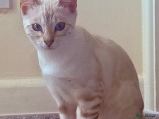 Bengal cats - Advert 28