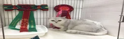 British Shorthair cats for sale: ❤️Cuddly Rare Pure Bsh Chinchilla Champion - Advert 12