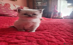 Ragdoll cats for sale: Kitten - Image 23