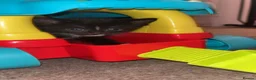 Mixed Breed cats for sale: ✨four lively kittens looking for loving homes✨ in Motherwell - Advert 5