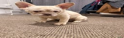 French Bulldog dogs for sale: Pablo  - Advert 4