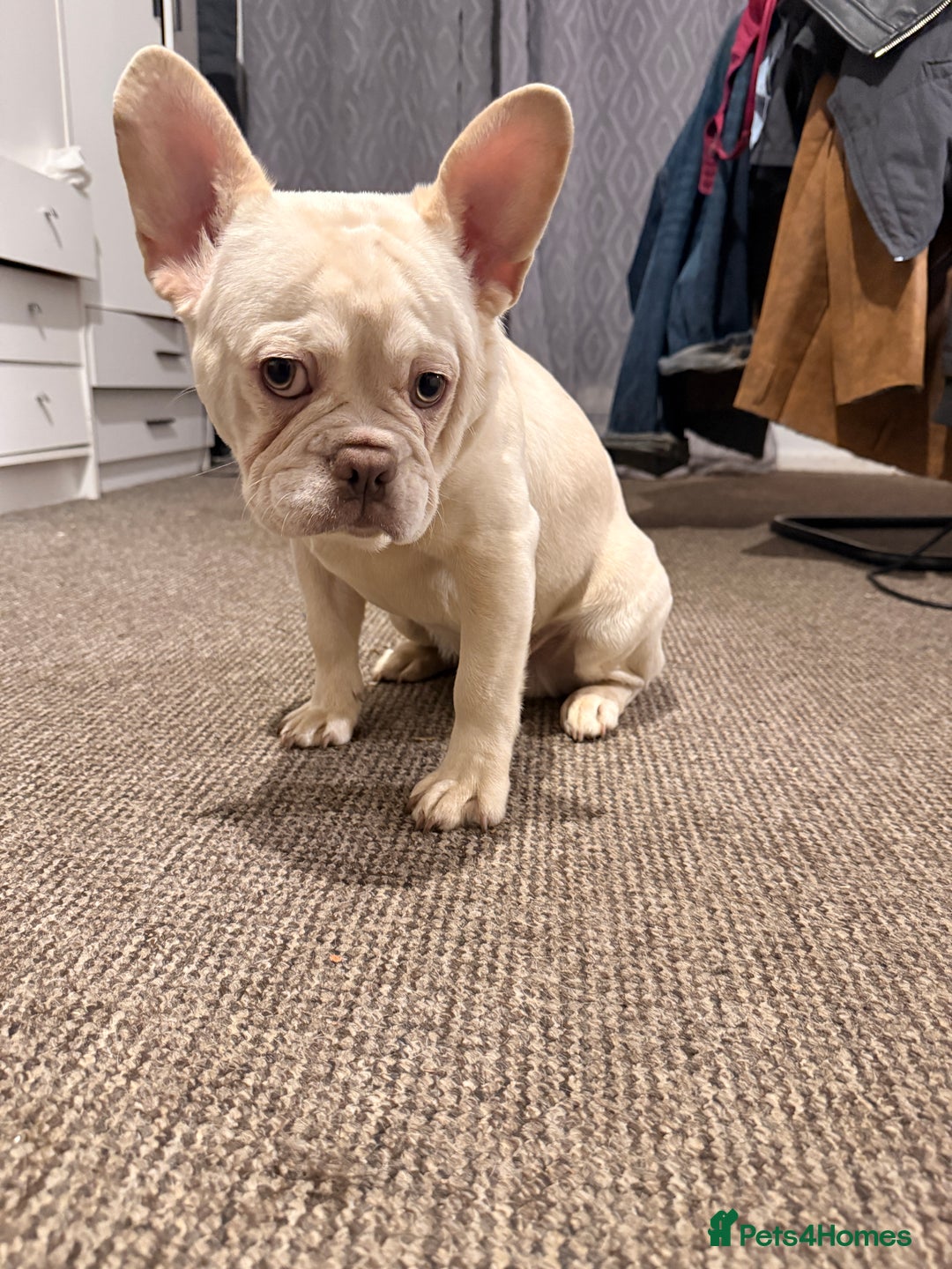 French Bulldog dogs for sale: Pablo  - Advert 4