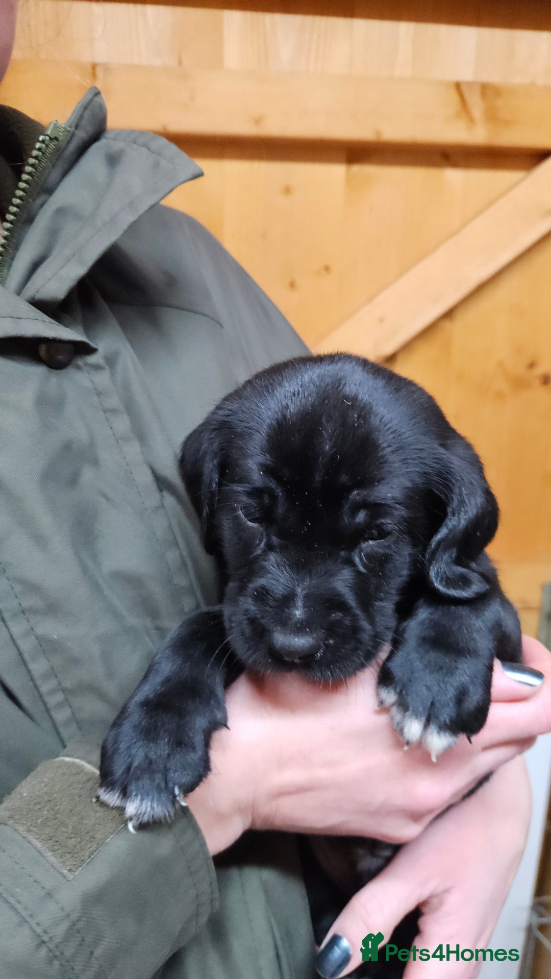 Labrador Retriever dogs for sale: Black labrador x gwp puppies working or pet homes - Advert 4