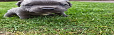 Staffordshire Bull Terrier Puppy 1
