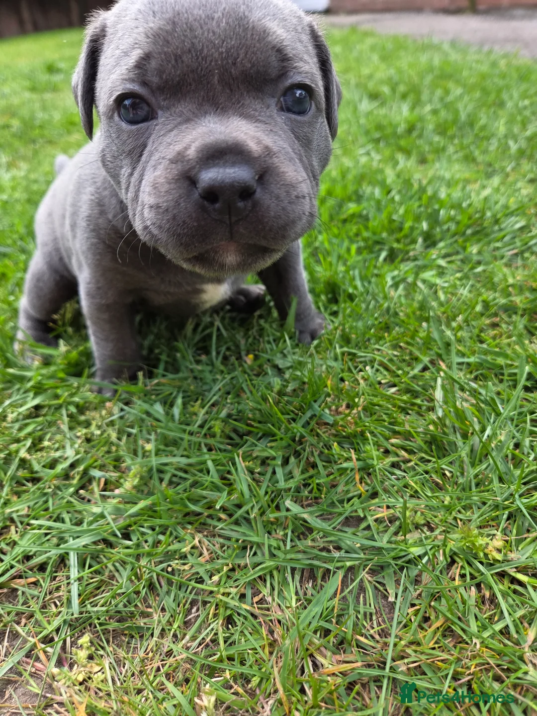 Staffordshire Bull Terrier dogs for sale: 🐾 Blue Staffy  – Champion Bloodline 🐾 - Advert 15