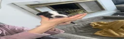 Mixed Breed dogs for sale: Dalmatian X Staffy Pupsss 💙🩷🐶 in Manchester - Advert 7