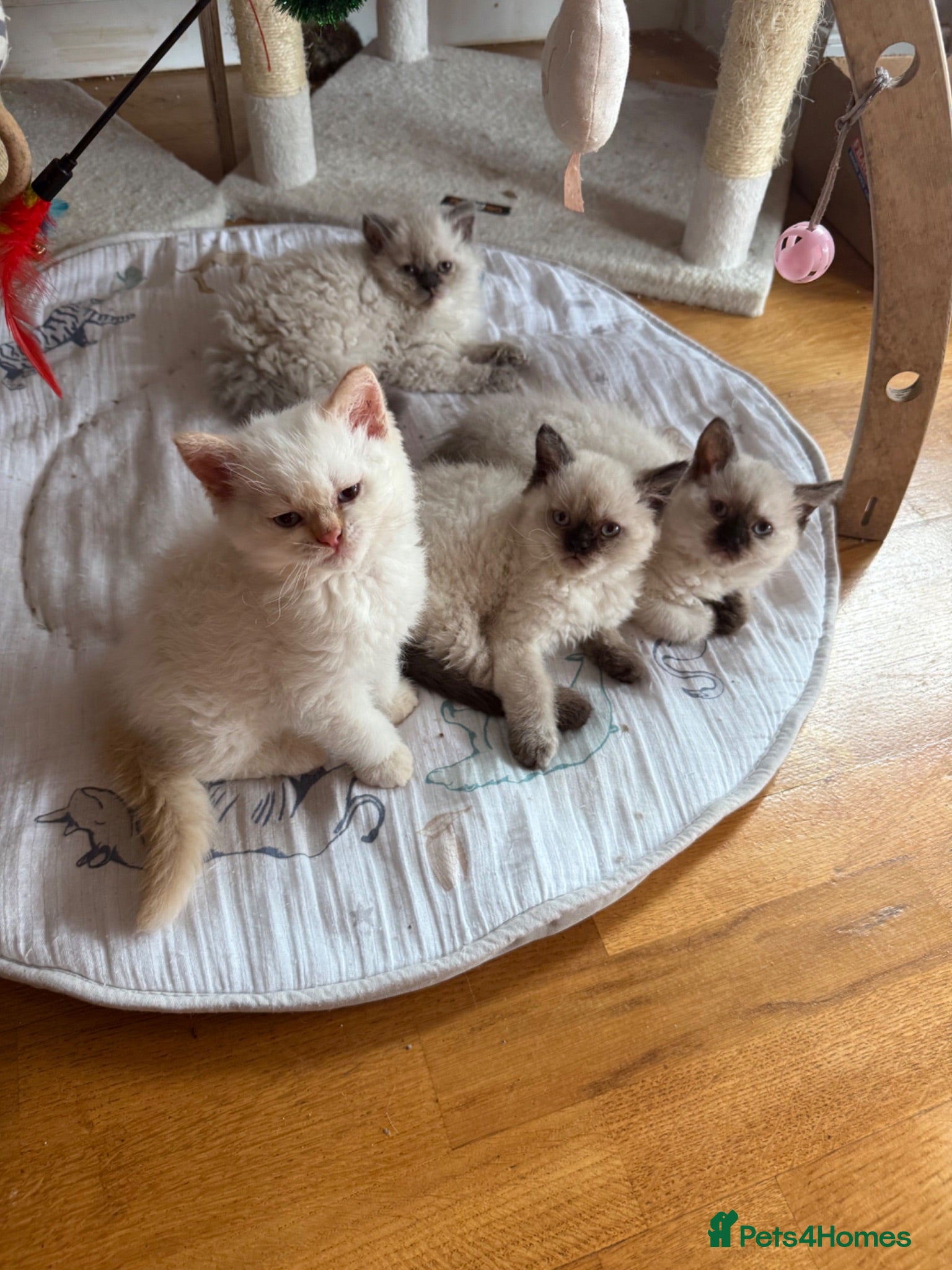 Selkirk Rex cats Selkirk rex kittens  - Advert 9