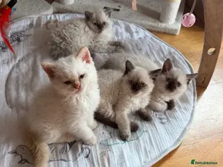 Selkirk Rex cats Selkirk rex kittens - Advert 9