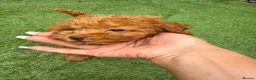 Toy Poodle dogs for sale: Gorgeous tiny toy poodle puppies  - Advert 18