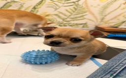 Chihuahua dogs for sale: Chihuahua boys / males  - Image 7