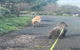 Labrador Retriever dogs for sale: Cracking Female Labrador - Advert 4