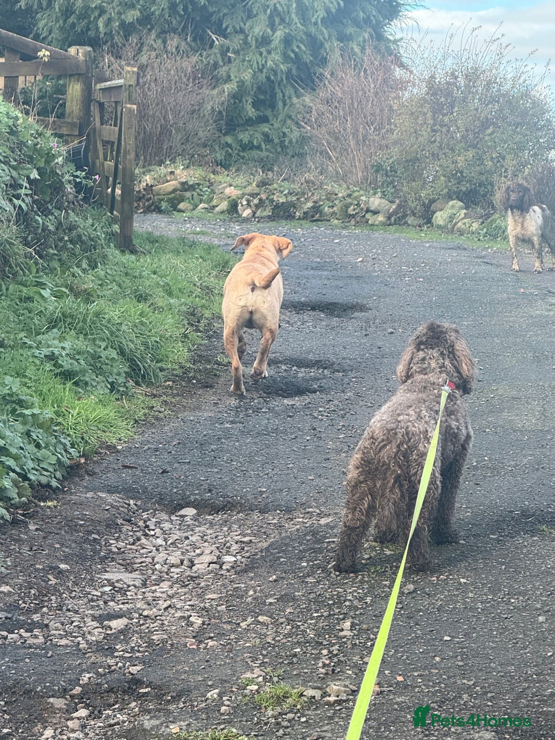 Labrador Retriever dogs for sale: Cracking Female Labrador - Advert 4