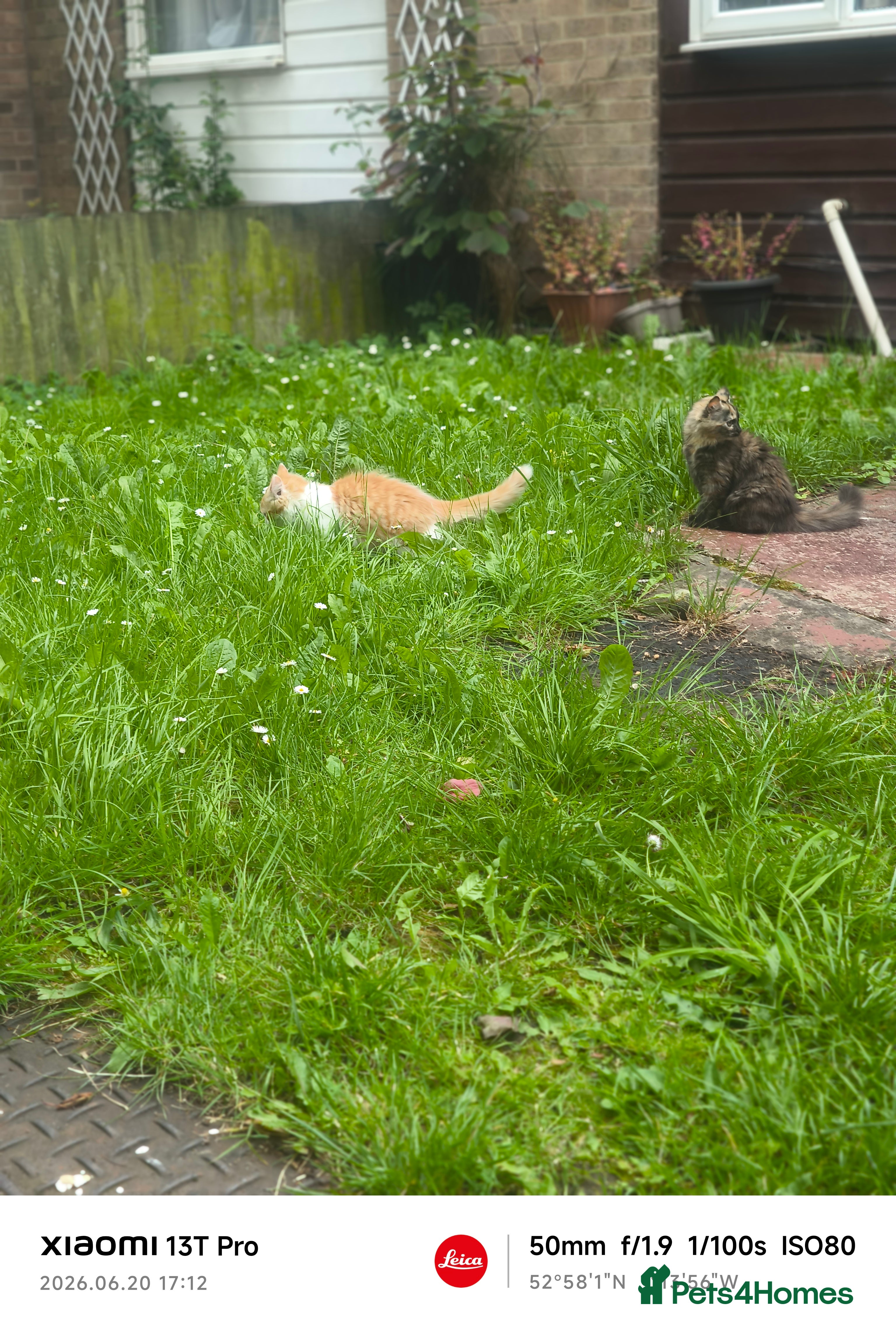 Mixed Breed cats Ginger and white male kitten  - Advert 1