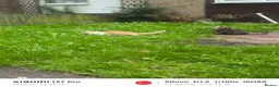 Mixed Breed cats for sale: Ginger and white male kitten  - Advert 1