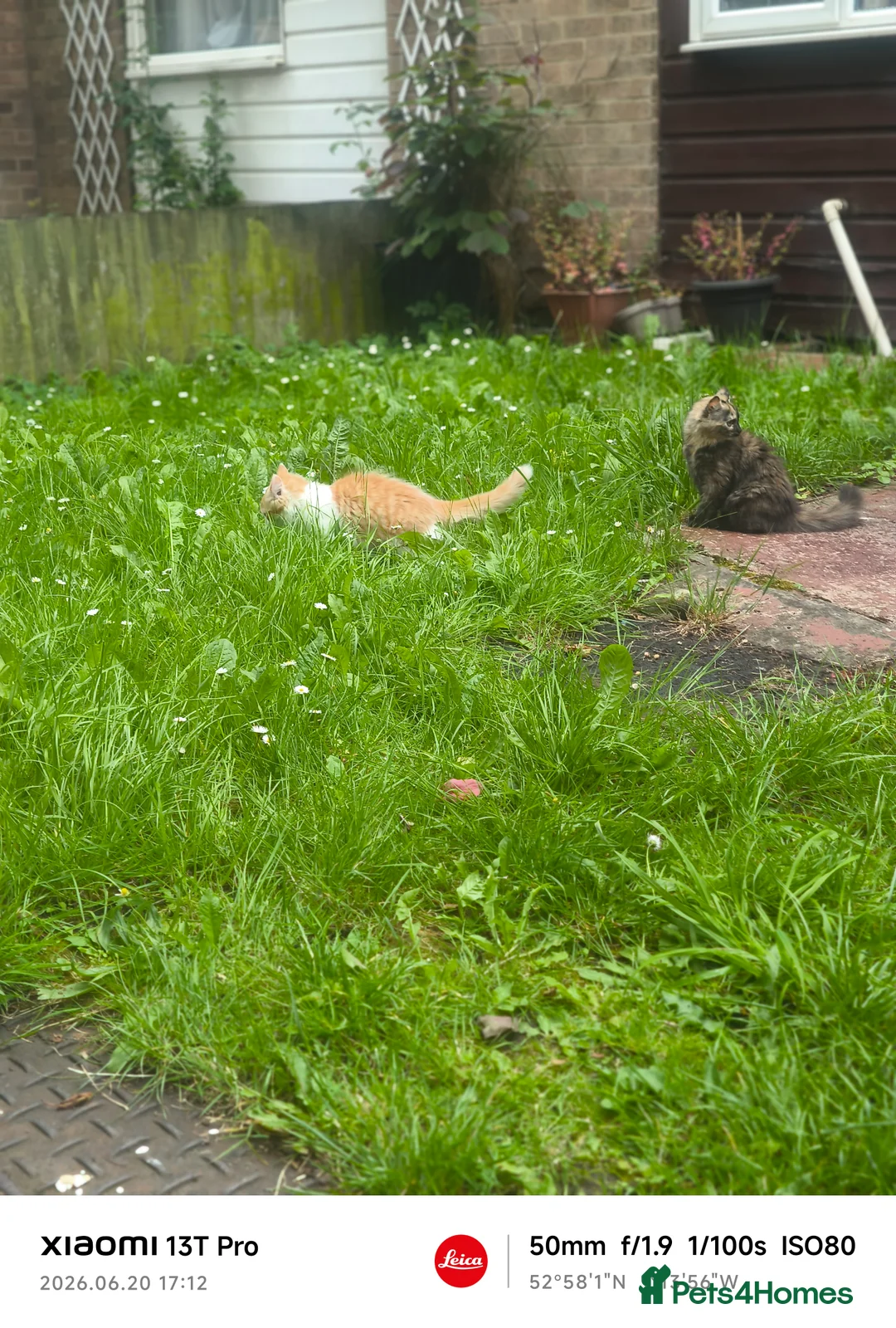 Mixed Breed cats for sale: Ginger and white male kitten  - Advert 1