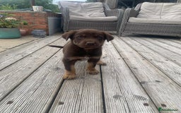 Australian Kelpie dogs for sale: Working kelpie puppies  - Image 4