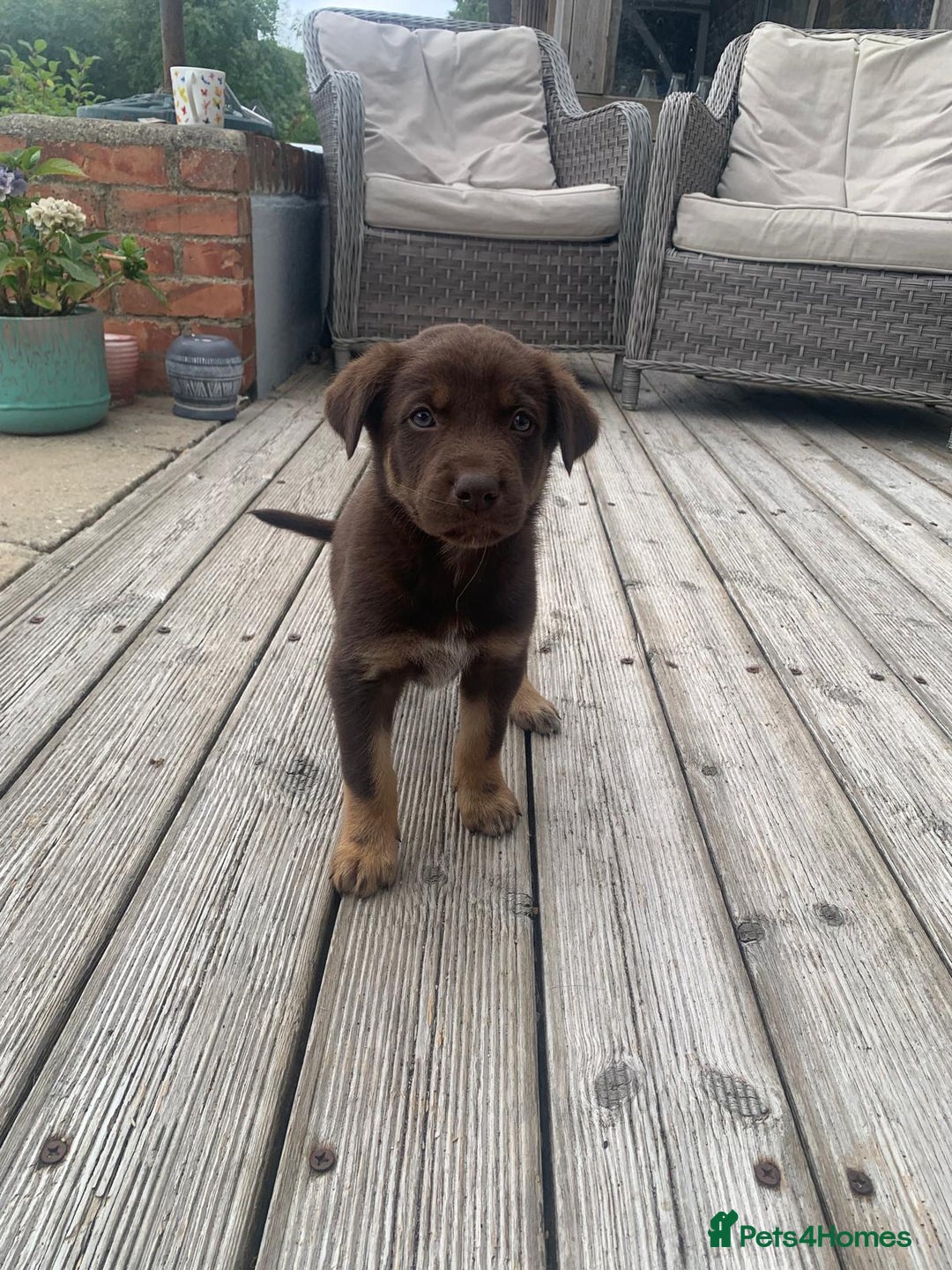 Australian Kelpie dogs for sale: Working kelpie puppies  - Image 4