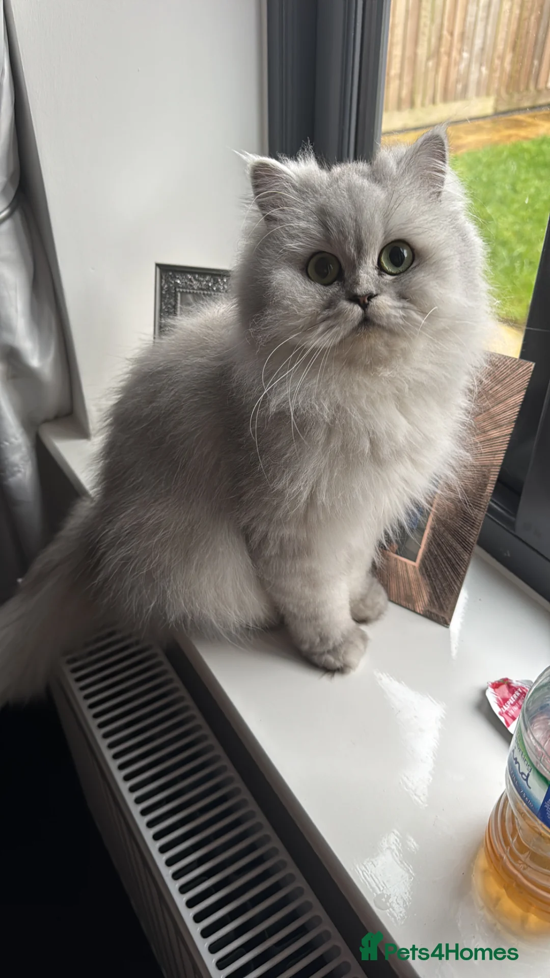 Persian cats for sale: Persian lady - Advert 2