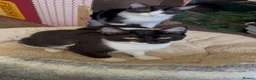 Mixed Breed cats for sale: Urgent: loving cats looking for forever homes  - Advert 6